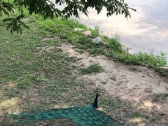 -北京麋鹿生态实验中心