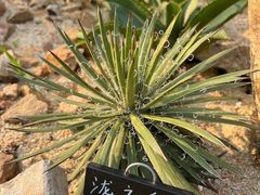 -东莞植物园