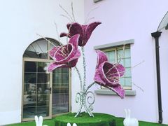 -大塘金香草谷