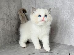 -小猫来了·猫舍(红山六九七九店)
