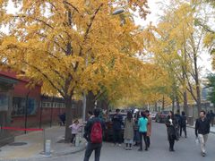 -三里屯东五街银杏大道