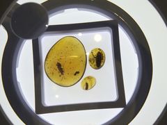 -上海昆虫博物馆