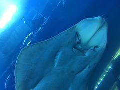 -迪拜水族馆及水下动物园