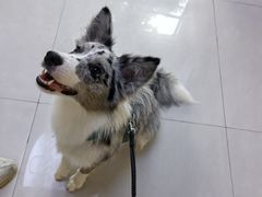 -悠尼宠物·独立低压伊珊娜洗护·美容·寄养(兰谷路店)