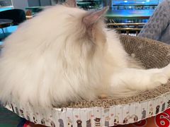 -喵喵咪呀布偶猫咖(春熙路店)