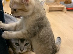 -有喵·猫咖·狗咖·30几只猫10只小狗(岗厦店)