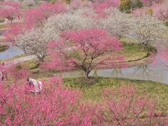 -花开海上生态园