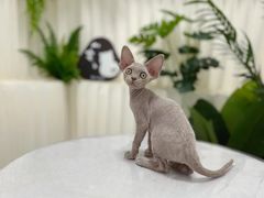 -山宅一喵德文卷毛猫舍