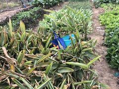 -樂桃源奉贤黄桃种植采摘基地