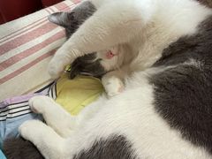 -瑞派名望24h动物医院异宠专科·猫专科·骨科·重症监护分院