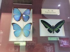 -上海昆虫博物馆