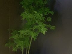 -梵猫·新养生(鹭江大同店)