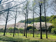 -苏州上方山国家森林公园