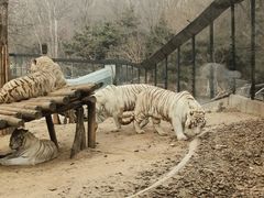 -北京野生动物园