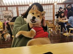 -豆柴町-柴犬主题狗咖(红鼎国际C座店)