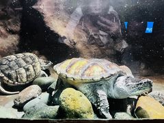 -洛阳龙门海洋馆