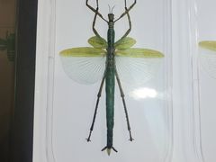 -上海昆虫博物馆