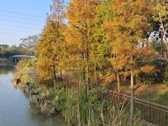 -王借岗森林公园