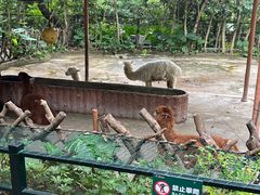 -深圳野生动物园