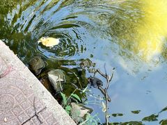 -星海公园(番禺区)