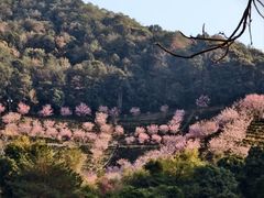 -灵光寺