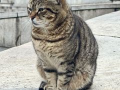 -Old Ottoman Cafe & Restaurant