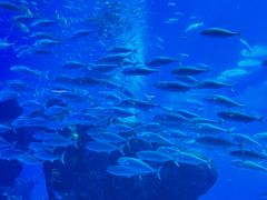 -成都浩海立方海洋公园