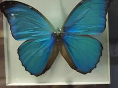 -上海昆虫博物馆