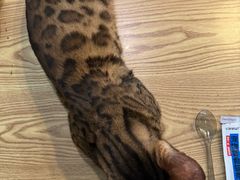 -豆逗聊愈猫阁Easy Life
