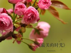 -西安青龙寺遗址景区
