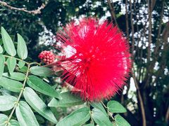 -瑞丽独树成林风景区