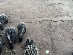 -昆明动物园