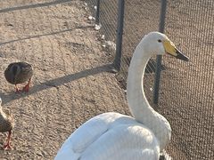 -盐城丹顶鹤湿地生态旅游区