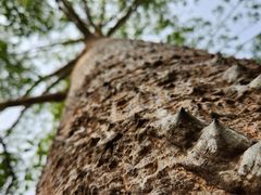 -中国科学院西双版纳热带植物园