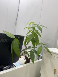 点击看大图 -美兮美学·日式艺术美甲美睫