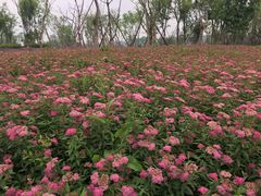 -白鹭湾湿地公园