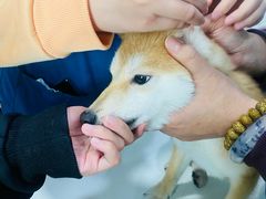 -瑞派动物医院·绝育·犬猫全科·预防医学(光景江南中店)