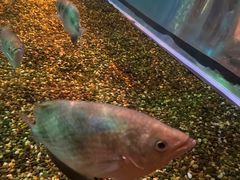 -悉尼海洋生物水族馆