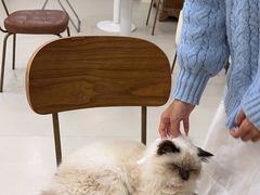 -共舞时光猫咖·狗咖(新街口店)