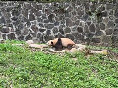 -都江堰中华大熊猫苑