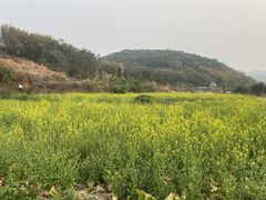 -长洲岛