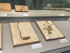 -四川大学博物馆