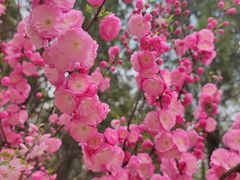 -鹫峰国家森林公园