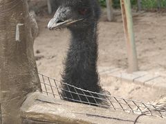 -青藏高原野生动物园