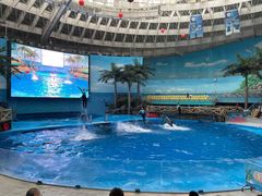 -海合安成都极地海洋公园
