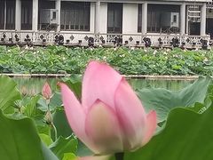 -荔湾湖公园