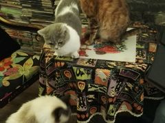 -猫色咖啡·猫咖
