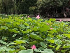 -莲湖公园