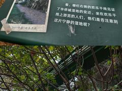 -华侨城湿地公园