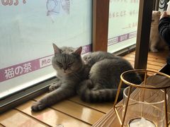 -猫的茶·猫咖